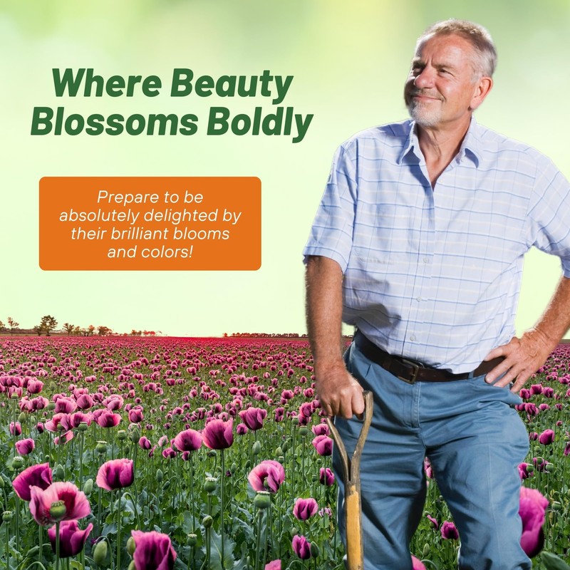 Outsidepride Purple Gleam California Poppy Seeds - 10000 Pcs. Annual,