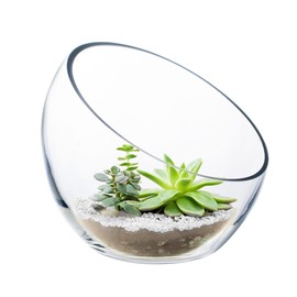 CYS EXCEL Glass Slant Cut Bubble Bowl (H-6" W-7") Clear Flower Vase Globe Bowl Terrarium Round Planter Decorative Centerpiece