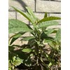 Tree 1 LOQUAT FRUIT TREE From Seeds ORGANIC -3 Years