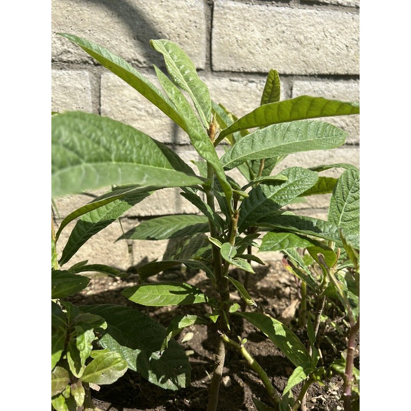 Tree 1 LOQUAT FRUIT TREE From Seeds ORGANIC -3 Years