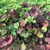 KS STORE 2000+PCS GARNET AMARANTH SEEDS/ RAU DỀN BA MÀU