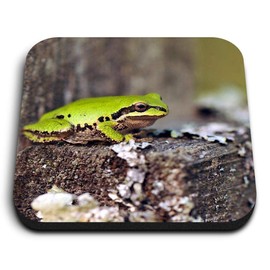1 x Square MDF Fridge Magnet - Cute Green Frogs Nature 8894