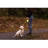 WIGZI Reflective Gel Retractable Leash, Yellow, Small