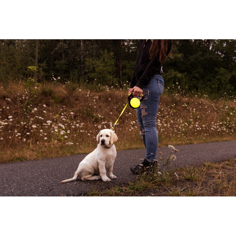 WIGZI Reflective Gel Retractable Leash, Yellow, Small