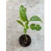 Passion Fruit Passiflora Edulis Passion Fruit Plant 8” With Pot