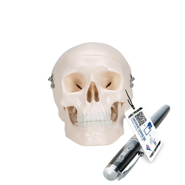 Mini Skull Models - Mini Skull, 1/2 Scale Skull 3