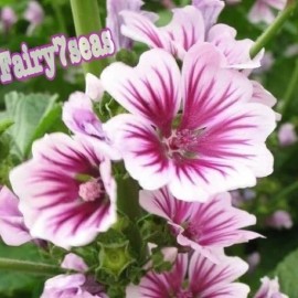 Fairy7Seas Rare Exotic Hollyhock Zebrina Seeds - Malva Sylvestris - French Hollyhock - 15  Seeds