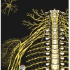 Nervous System Spine Spinal Nerves Poster 18 X 24 Chiropractic