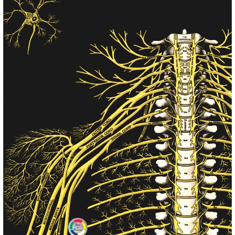 Nervous System Spine Spinal Nerves Poster 18 X 24 Chiropractic