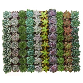 Shop Succulents Rosette Succulent Plant Pack Bulk Collection - Live Mini Succulent Plants, Low Maintenance, Floral Shaped Mix of Colors & Textures - Wedding and Party Favors, Gift & Garden, Pack of 64