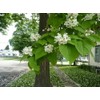 2 Catalpa Trees, 12-18" in a Quart Pots, Live Plants