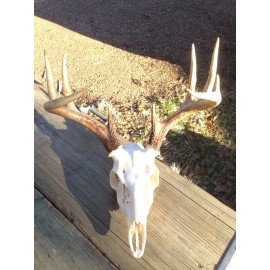 Mega-Buck Products EUROPEAN SKULL BLEACHING(whit