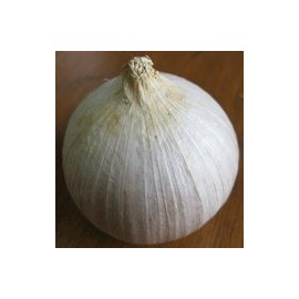 5 Elephant Garlic Rounds for Planting - Plant now for best harvest - By Yumheart Gardens