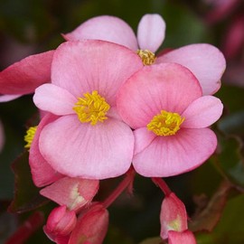 Park Seed Hula Pink Begonia Seeds - Pack of 10 Seeds, Vibrant Pink Blooms, Trailing Habit, Perfect for Hanging Baskets, Containers, and Garden Beds, Early Flowering