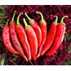 Fresh Guajillo Chile Pepper 10 Seeds