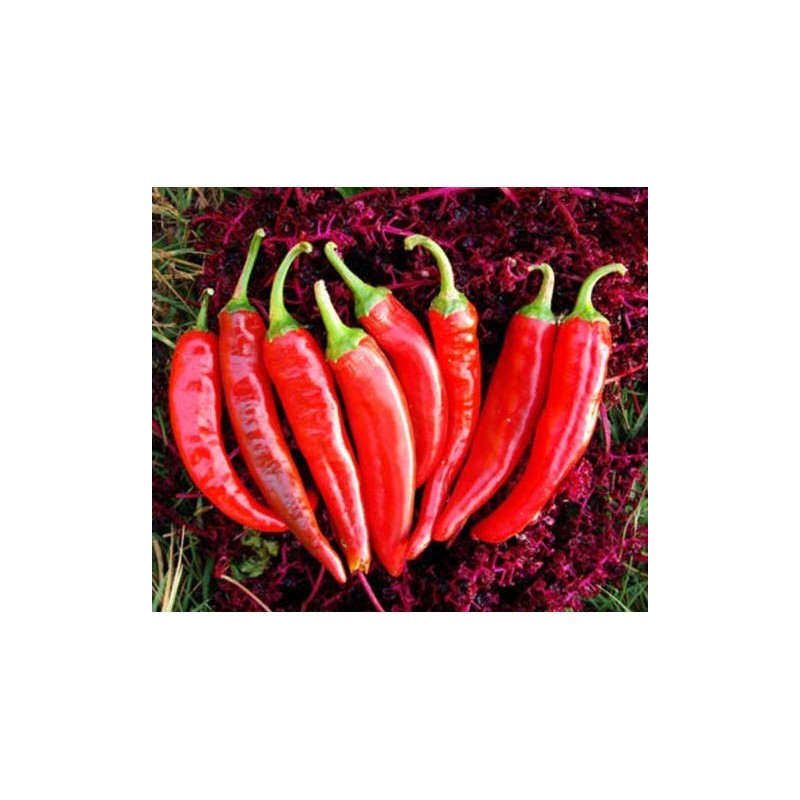 Fresh Guajillo Chile Pepper 10 Seeds