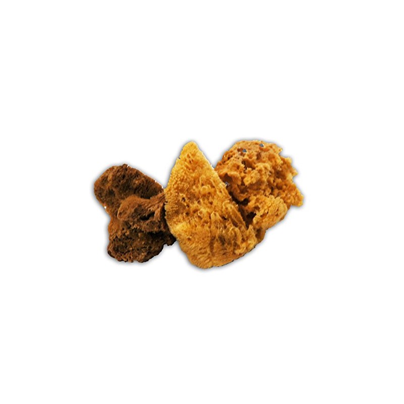 Trimaco SuperTuff Natural Grass Sea Sponge, 5-6-inches