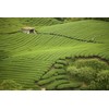 Silk Road Teas, Decaffeinated Organic Spring Green Tea, Spring Pluck,