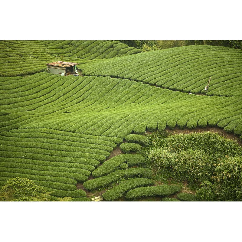 Silk Road Teas, Decaffeinated Organic Spring Green Tea, Spring Pluck,