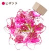 Flower Marika Cherry Blossom Herbarium Birthday Gift Sakura Katachi (Hizakura