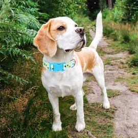 ONEFOJOJO Sunflower Floral Dog Collar - Soft Nylon Adjustable Collar for Medium Dogs, Quick-Release Buckle, Durable Pet Collar for Boy and Girl Puppies (M)