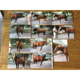 Secretariat At Claiborne Farm August 1987 11 Fan Photo’s