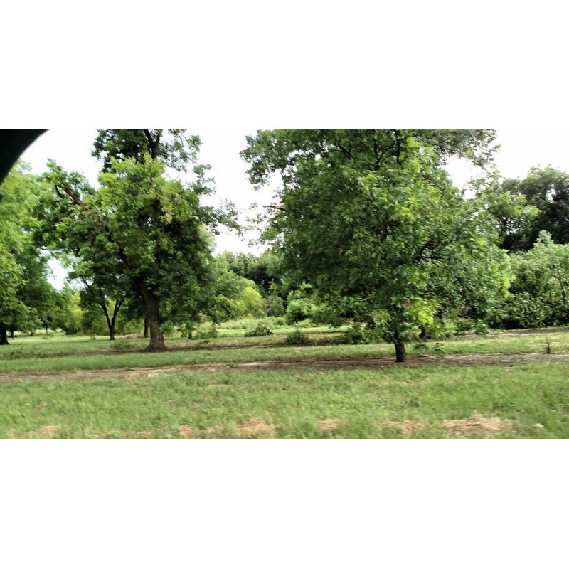 STUART GEORGIA PREMIUM PECANS IN SHELL 5 LS OF FRESH