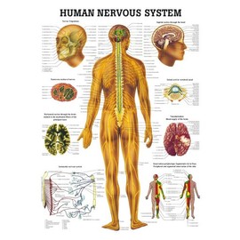 Anatomical Worldwide CH05 The Human Nervous System Laminated Anatomy Chart