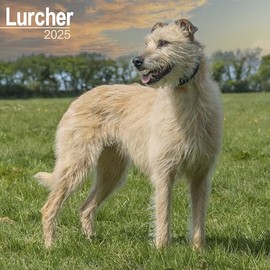 Lurcher 2025 Square Wall Calendar | Dog Breed Calendar | 12 months Jan to Dec 2025 | With a Planning Page for 2026