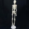 Mini Human Skeleton Model, 17.7 inch, Movable Arms and Legs,