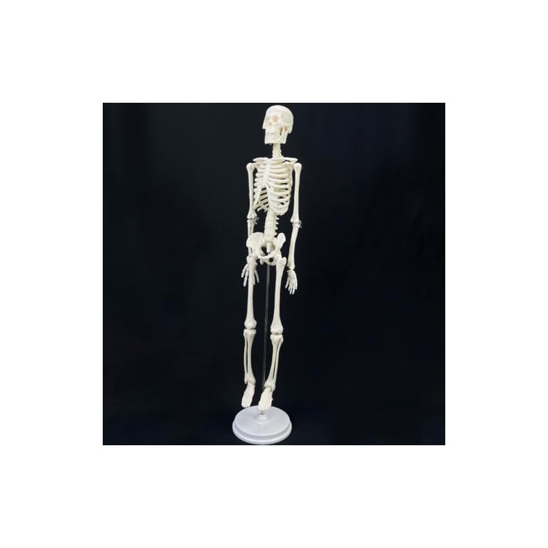Mini Human Skeleton Model, 17.7 inch, Movable Arms and Legs,