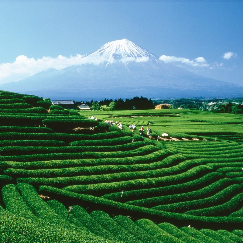 Palais des Thés - Tea of Lords - Earl Grey