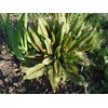 Red Bloody Sorrel Seeds (Rumex acetosa) Giant Vegetable for Planting