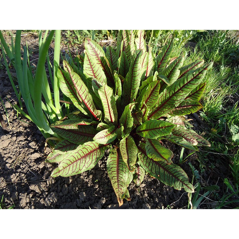 Red Bloody Sorrel Seeds (Rumex acetosa) Giant Vegetable for Planting
