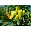 CEMEHA SEEDS - Seeds White-Red Sweet Bell Pepper Belozerka Non