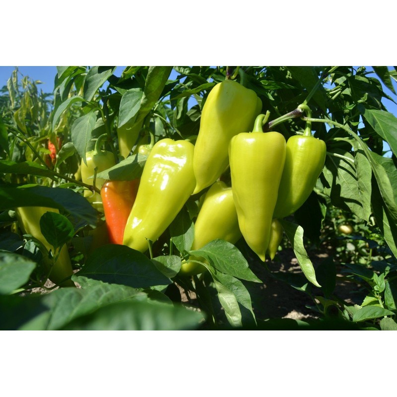 CEMEHA SEEDS - Seeds White-Red Sweet Bell Pepper Belozerka Non