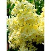 50 Yellow Lilac Seeds for Planting | Highly Prized for