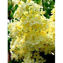 50 Yellow Lilac Seeds for Planting | Highly Prized for Bonsai or Landscaping Tree, Fragrant White Flowers