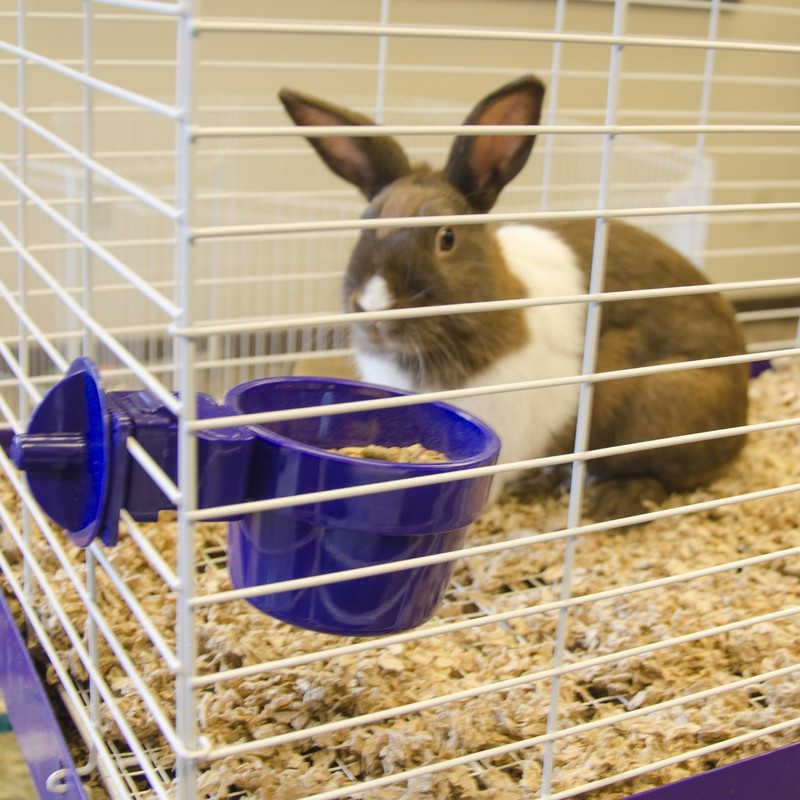 Ware Manufacturing Plastic Slide-N-Lock Crock Pet Bowl for Small Pets,