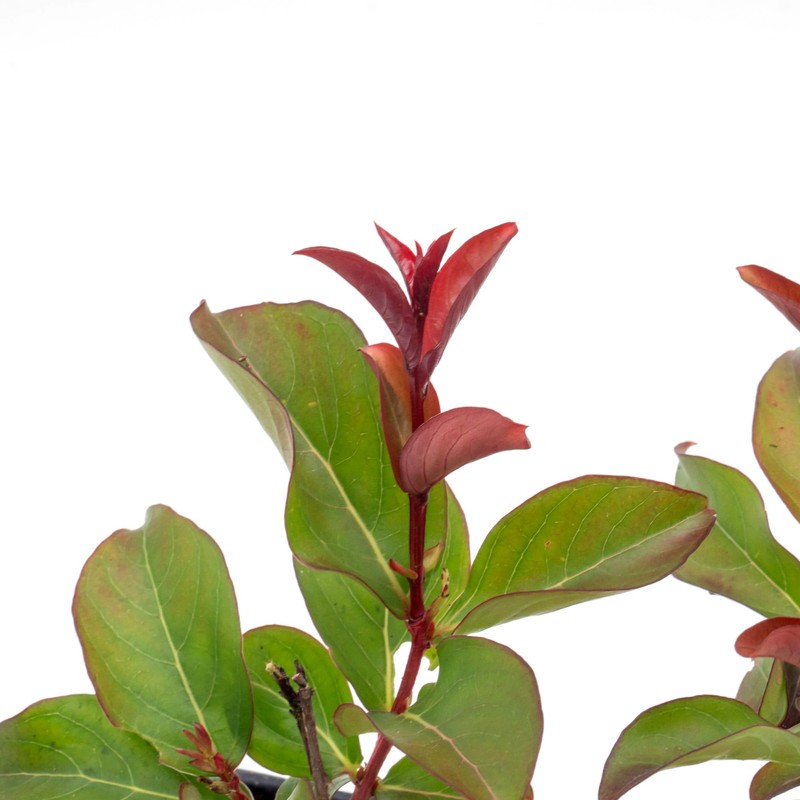 1 Red Rocket Crepe Myrtle, Live Plant (Lagerstroemia Indica) –