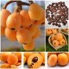 Tree Loquat Tree With 6- 8” Sweet Tropical Live Plant