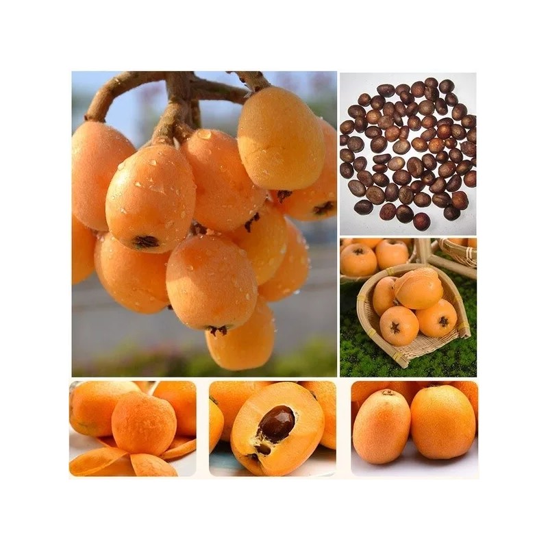 Tree Loquat Tree With 6- 8” Sweet Tropical Live Plant