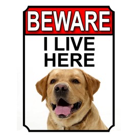 BEWARE I LIVE HERE METAL GATE SIGN YELLOW LABRADOR 200MM X 10MM (1097H1)