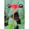 Buy Rare Seeds Rauvolfia serpentina | Indian Snakeroot | Devil