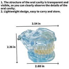 SENLIN DENTAL 1PC Transparent Normal Dental Model, Teeth Dental Teaching Model, Mouth Model for Dentistry Education and Training Demonstrations (Blue)