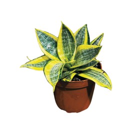 Generic Live Sansevieria Gold Star in 3 inch Pot - Mini Snake Plant - Air Purifier Plant - Easy Care Low Light Houseplant - Low Maintenance Houseplant for Gift, Green/yellow