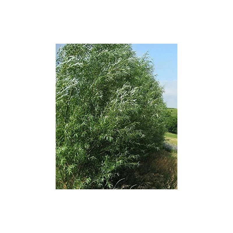 CZ Grain (One) Fastest Growing Tree in The World -Ready