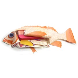NewPath Atlantic Perch Fish Dissection 3-D Model Making Kit - Individual Student Edition (17-7747)