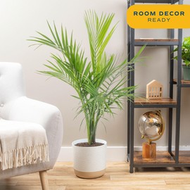 Costa Farms Majesty Palm, Live Indoor Plant, Tropical Decor, Air Purifying