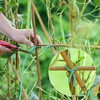 YDSL Soft Plant Tie, Garden Wire Tie for Plants Heavy